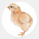 Search for chicken drawings stickers Hen