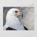 Search for eagle bird postcards United states