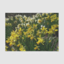 Search for yellow daffodil tissue paper Narcissus