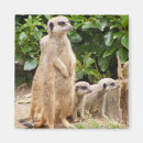 Search for mongoose magnets Animal
