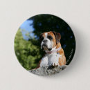 Search for lay badges Canine photographer
