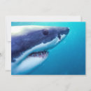 Search for shark cards Great white shark