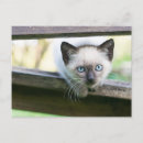 Search for siamese postcards Pet