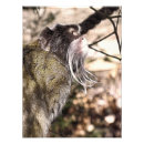Search for primate pics posters Primates