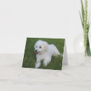 Search for fluffy white cards Dog