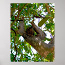 Search for sloth art Wild