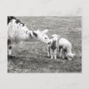 Search for black lamb postcards Lambs