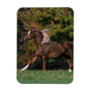 Search for arabs magnets Equestrian