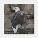 Search for bald magnets Birds of prey