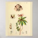 Search for foetus art Medical