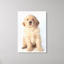 Search for studio pet supplies Looking at camera
