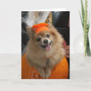 Search for smiling puppy cards Pomeranian