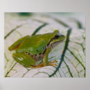 Search for tree frog posters Hyla regilla