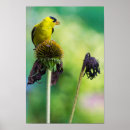 Search for cone flower posters Summer