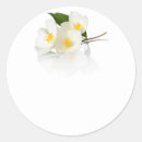 Search for jasmine flower stickers Leaf