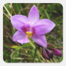 Search for orchid flower stickers Nature