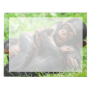 Search for chimpanzees Primate