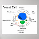Search for organisms posters Cell