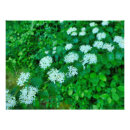 Search for dogwoods posters White