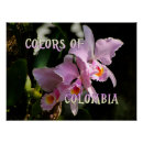 Search for cattleya orchid posters Nature