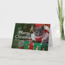 Search for container cards Red background