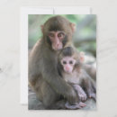 Search for macaques cards Awaji island