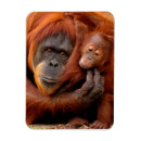 Search for animals magnets Primate