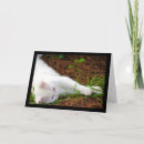 Search for pine needle cards Photography