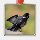 Search for blackbird christmas tree decorations Nature