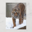 Search for smithsonian postcards Animal
