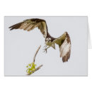 Search for osprey cards Raptor