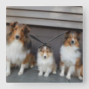 Search for shelties art Pets