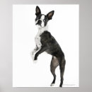 Search for looking at camera posters Balance