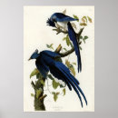 Search for jay bird posters Audubon