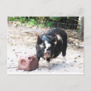 Search for piggies postcards Farm