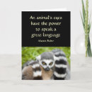 Search for lemure Cute animal