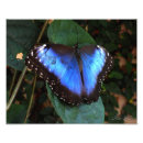 Search for blue morpho art Insect
