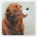 Search for chocolate labrador stickers Animal
