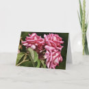 Search for three roses cards Pink