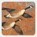 Search for canada geese stickers Goose