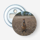 Search for wallabies Kangaroo