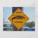 Search for gators postcards Everglades