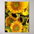 Search for happy sunflowers posters Summer
