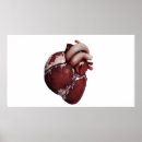 Search for human heart posters Medicine