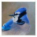 Search for blue jay posters Bird