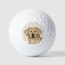 Search for labrador retriever golf balls Animal