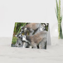 Search for lemur cards Zoo