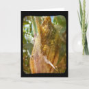 Search for cob cards Photography