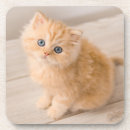 Search for longhair barware Cute