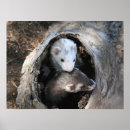 Search for ferret art posters Friends